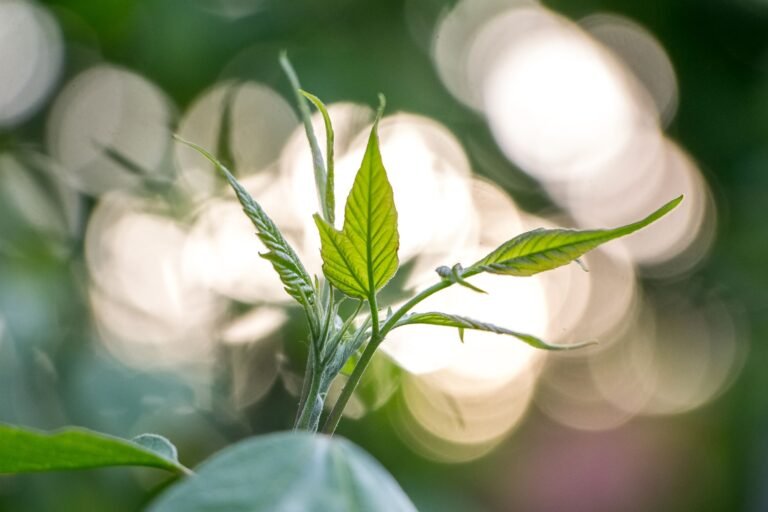 Close-up of vibrant green leaves with a soft bokeh background, perfect for nature themes.
